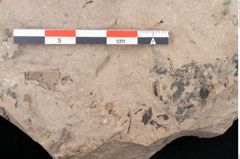 Foto (Detailansicht) von Diospyros sagoriana Ettingshausen (NHMW-GEO-2024-0188-8016)